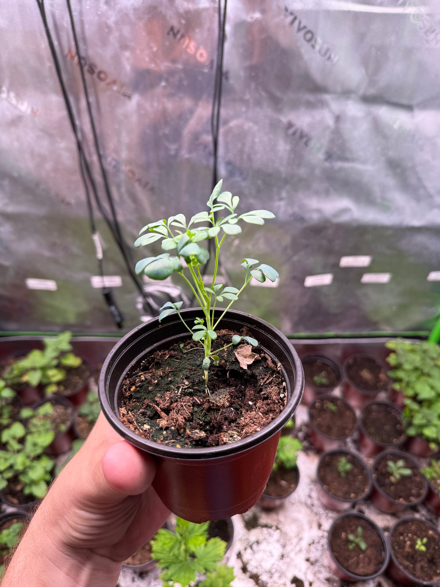 200 Rue Seeds (Ruta graveolens)