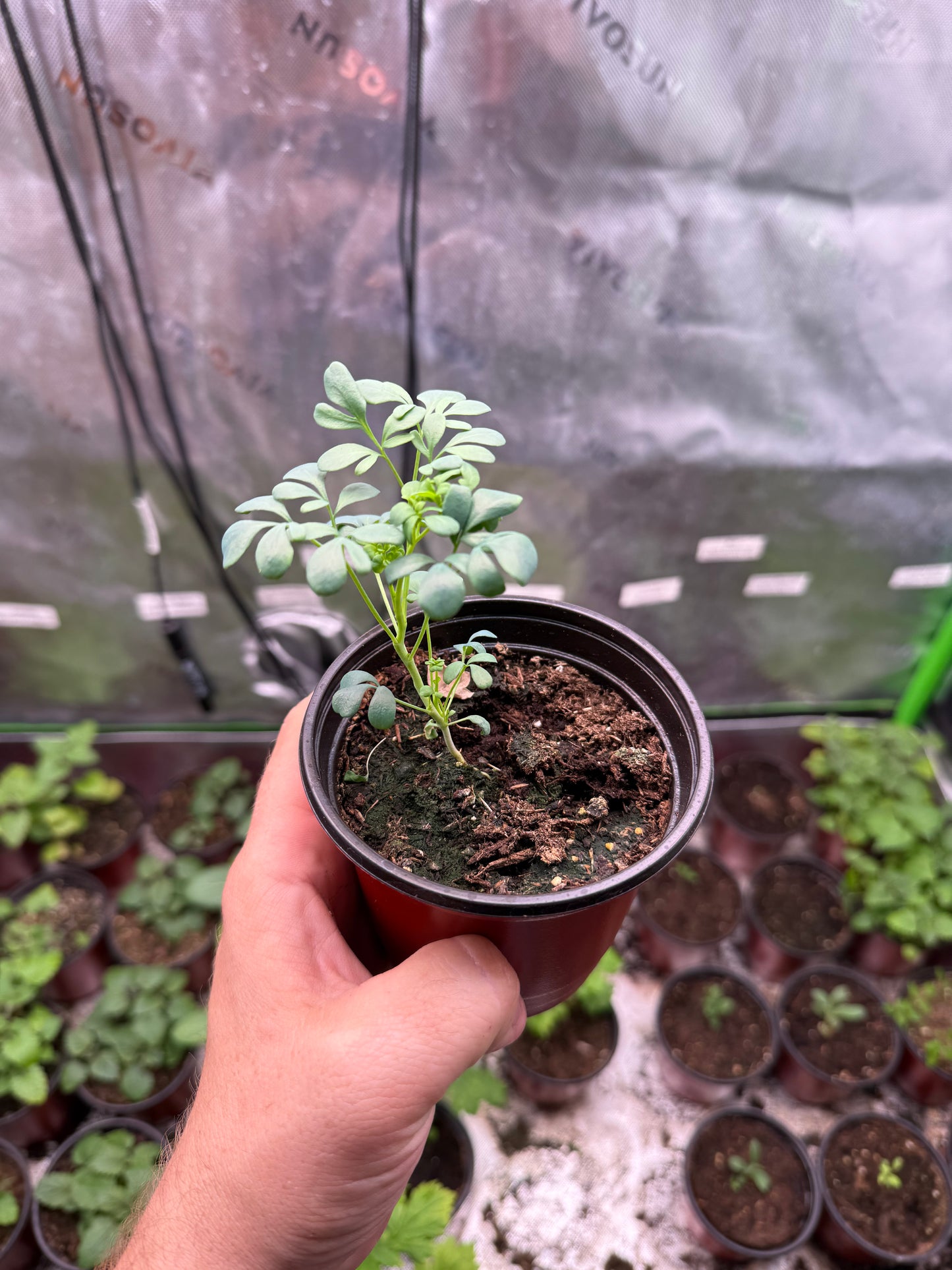 200 Rue Seeds (Ruta graveolens)