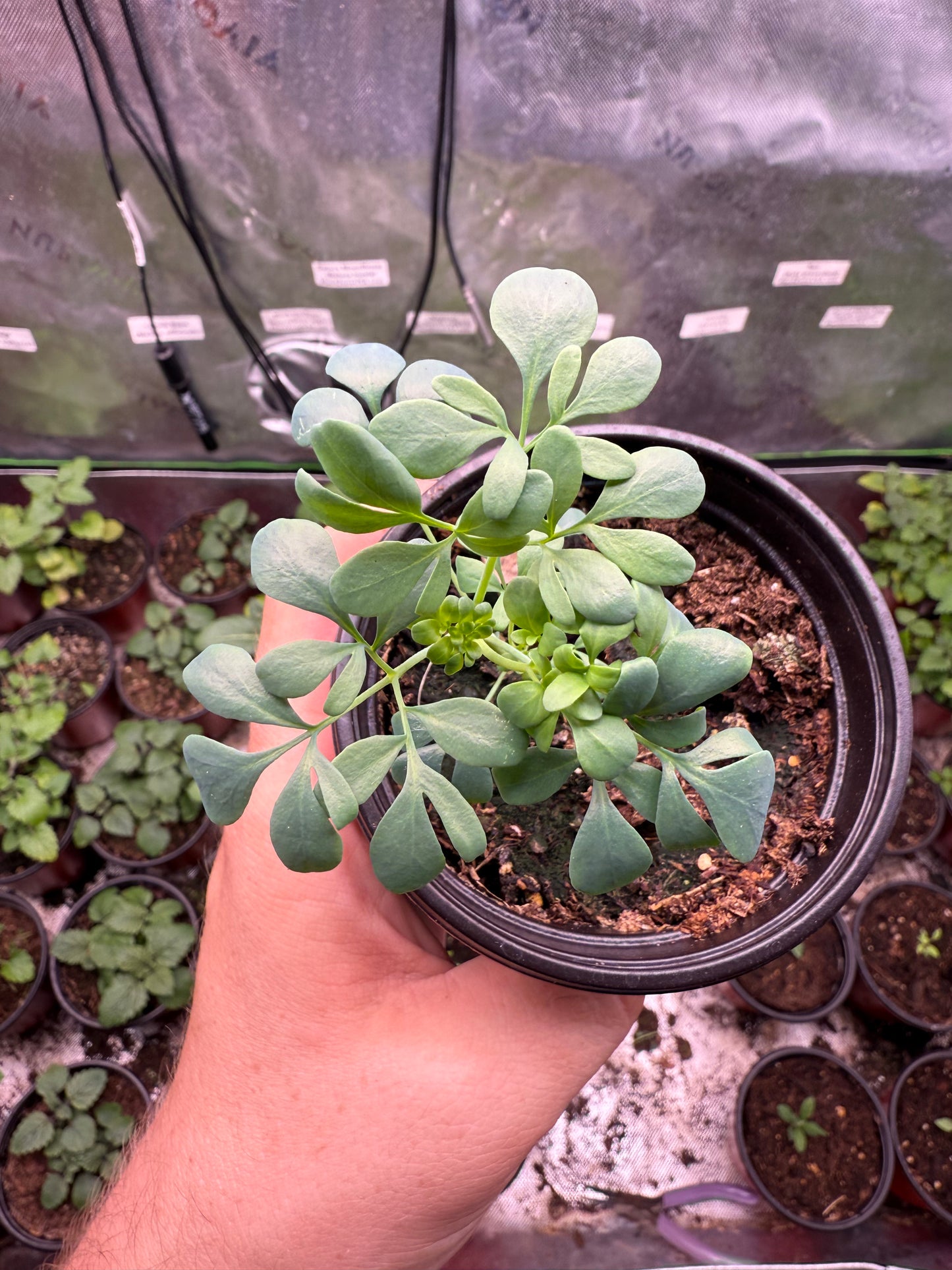 200 Rue Seeds (Ruta graveolens)