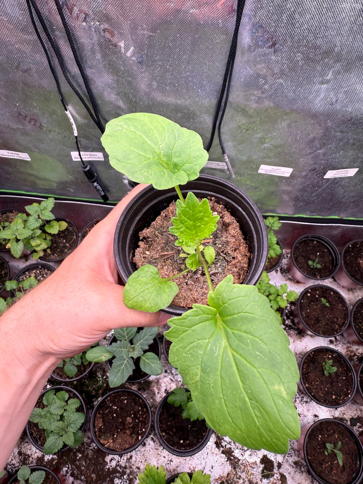 100 Valerian Seeds (Valeriana officinalis)