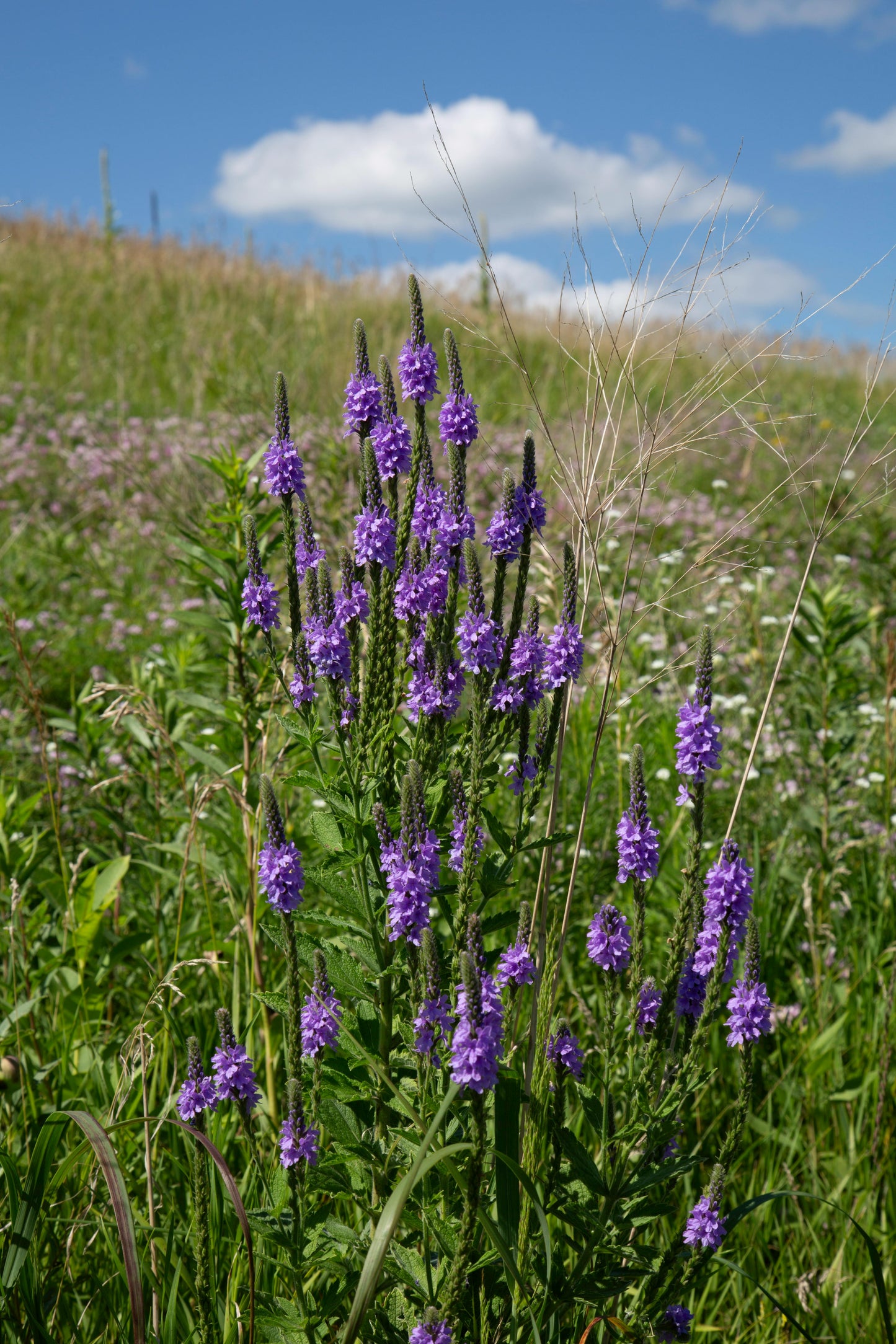 200 Blue Vervain seeds (Verbena hastata)