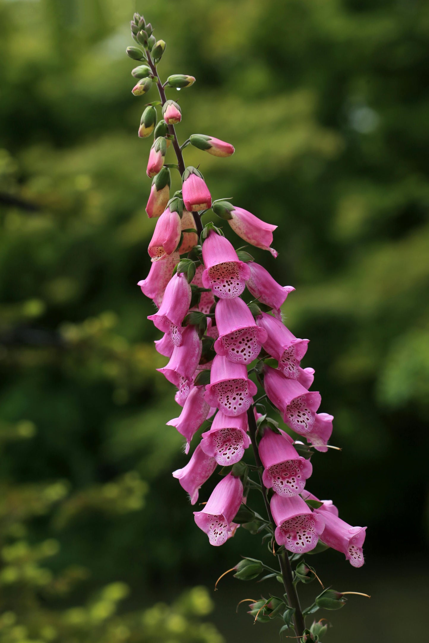 1000 Purple Foxglove Seeds (Digitalis purpurea)