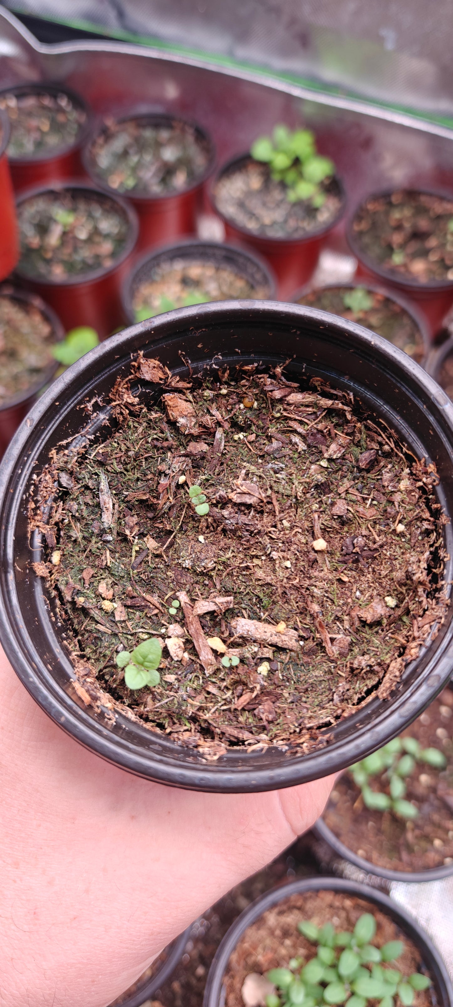 Spearmint **Live Plant** (Mentha spicata)