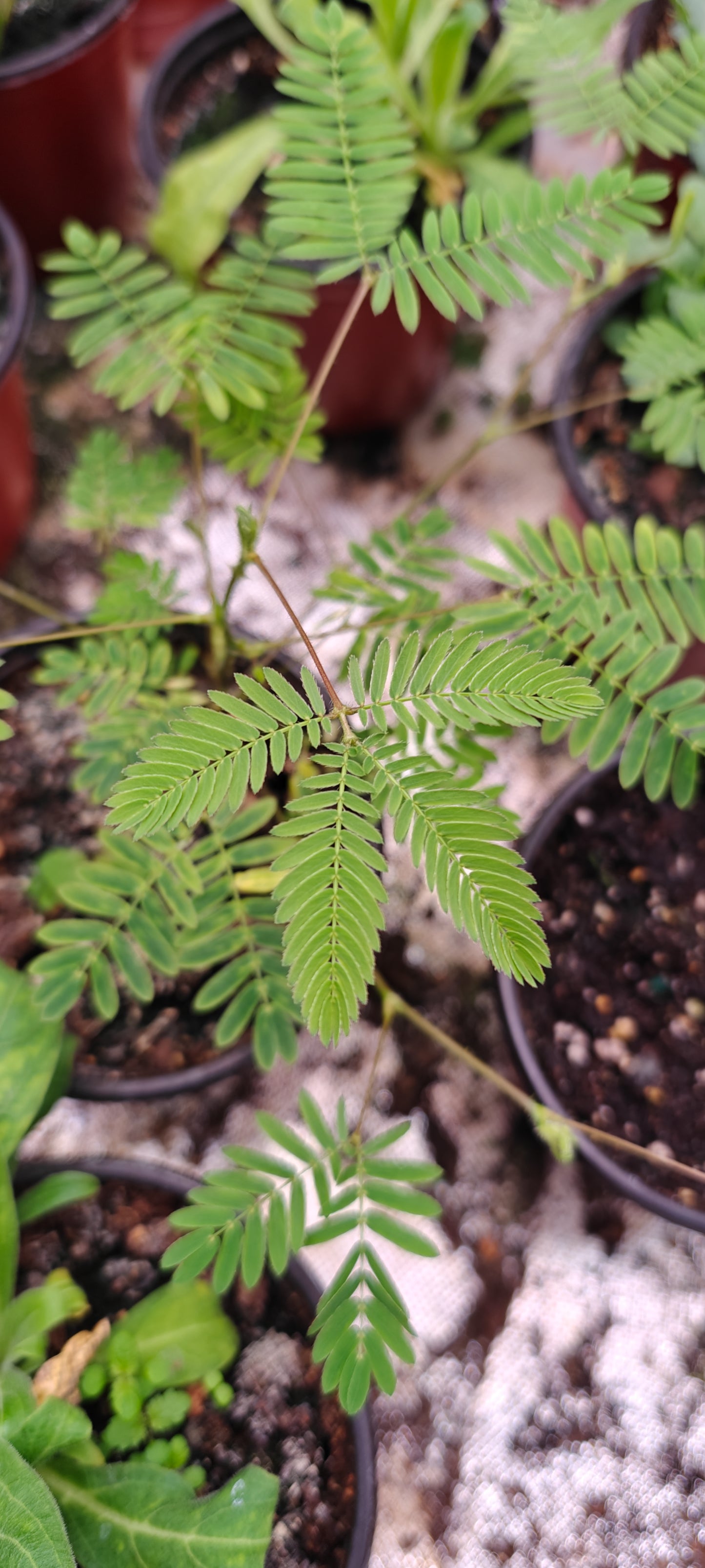 100 Humble/Sensitive Plant Seeds (Mimosa Pudica)