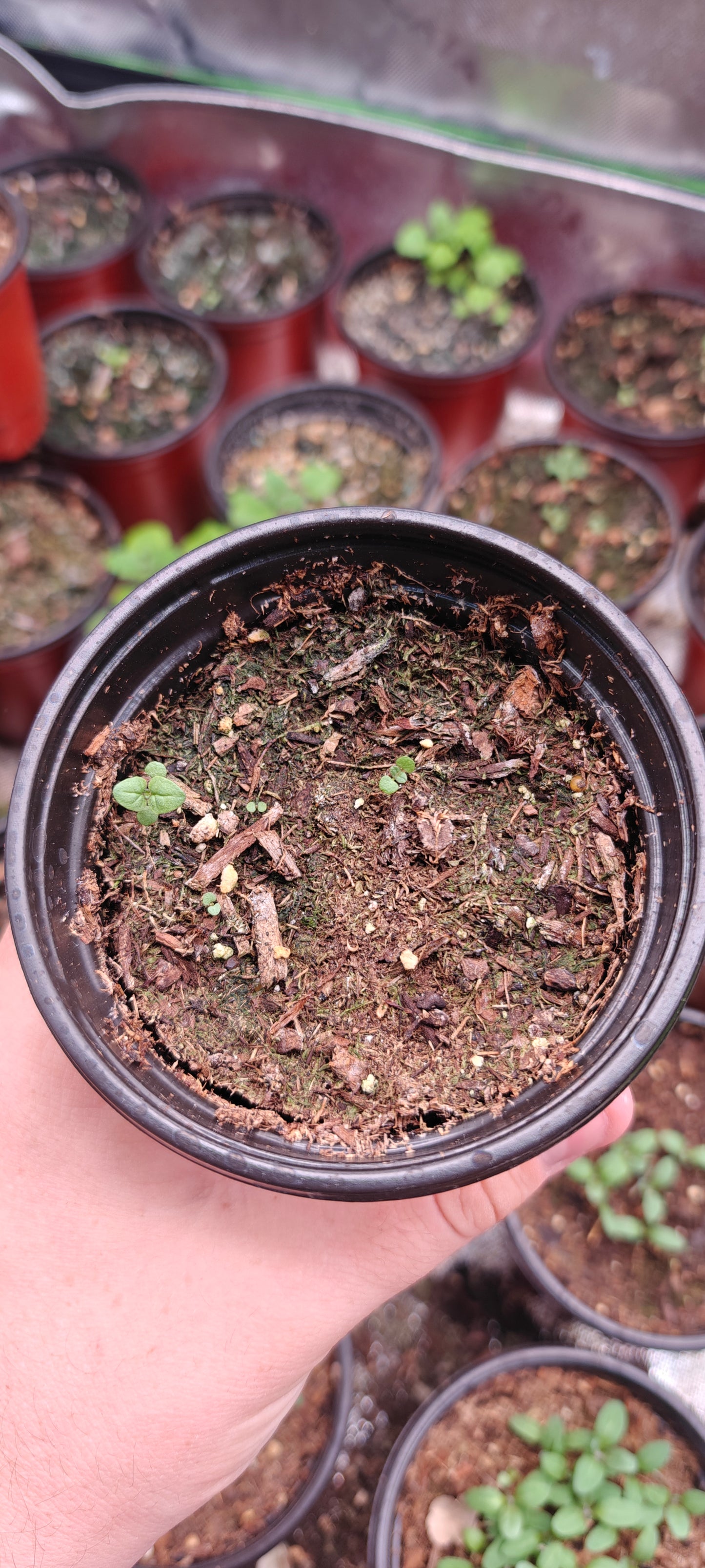 Spearmint **Live Plant** (Mentha spicata)