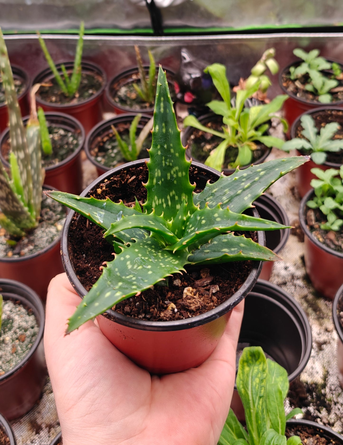Aloe Vera Start **Live Plant**