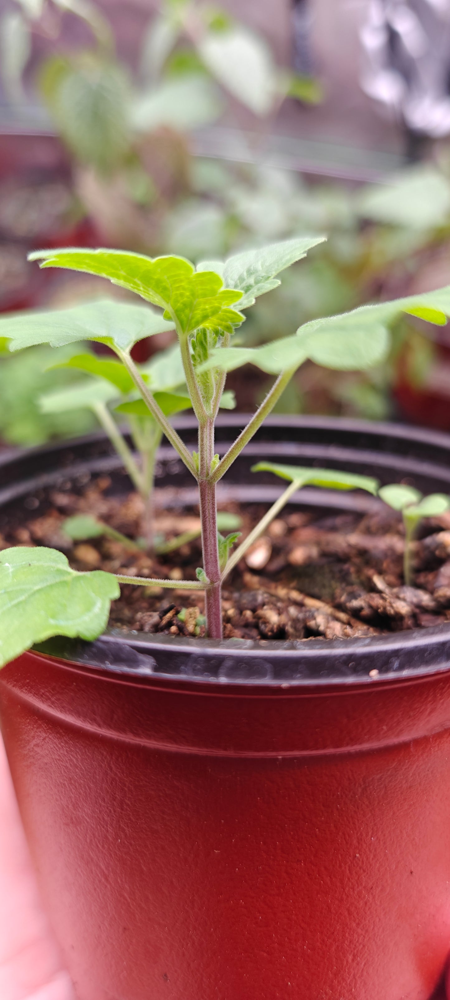 100 Catnip Seeds (Nepeta cataria)