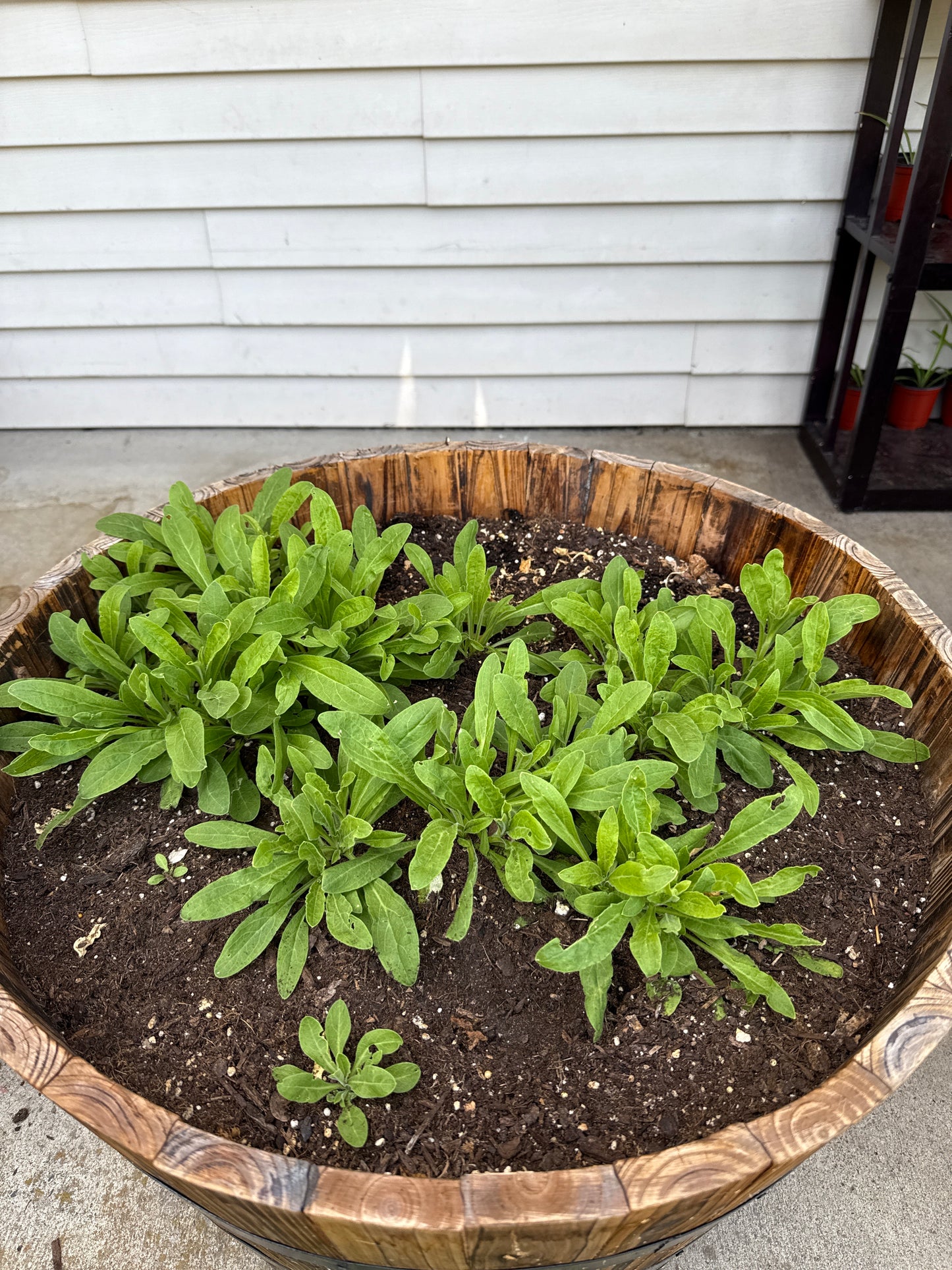 10 Xhosa African Dream Root Seeds (Silene capensis)