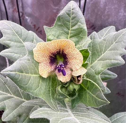100 Henbane seeds (Hyoscyamus niger)