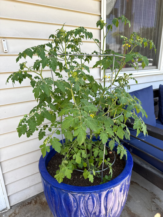 200 Small Red Cherry Tomato Seeds