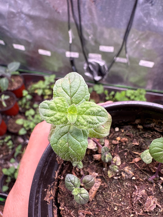 100 Spearmint Seeds (Mentha spicata)