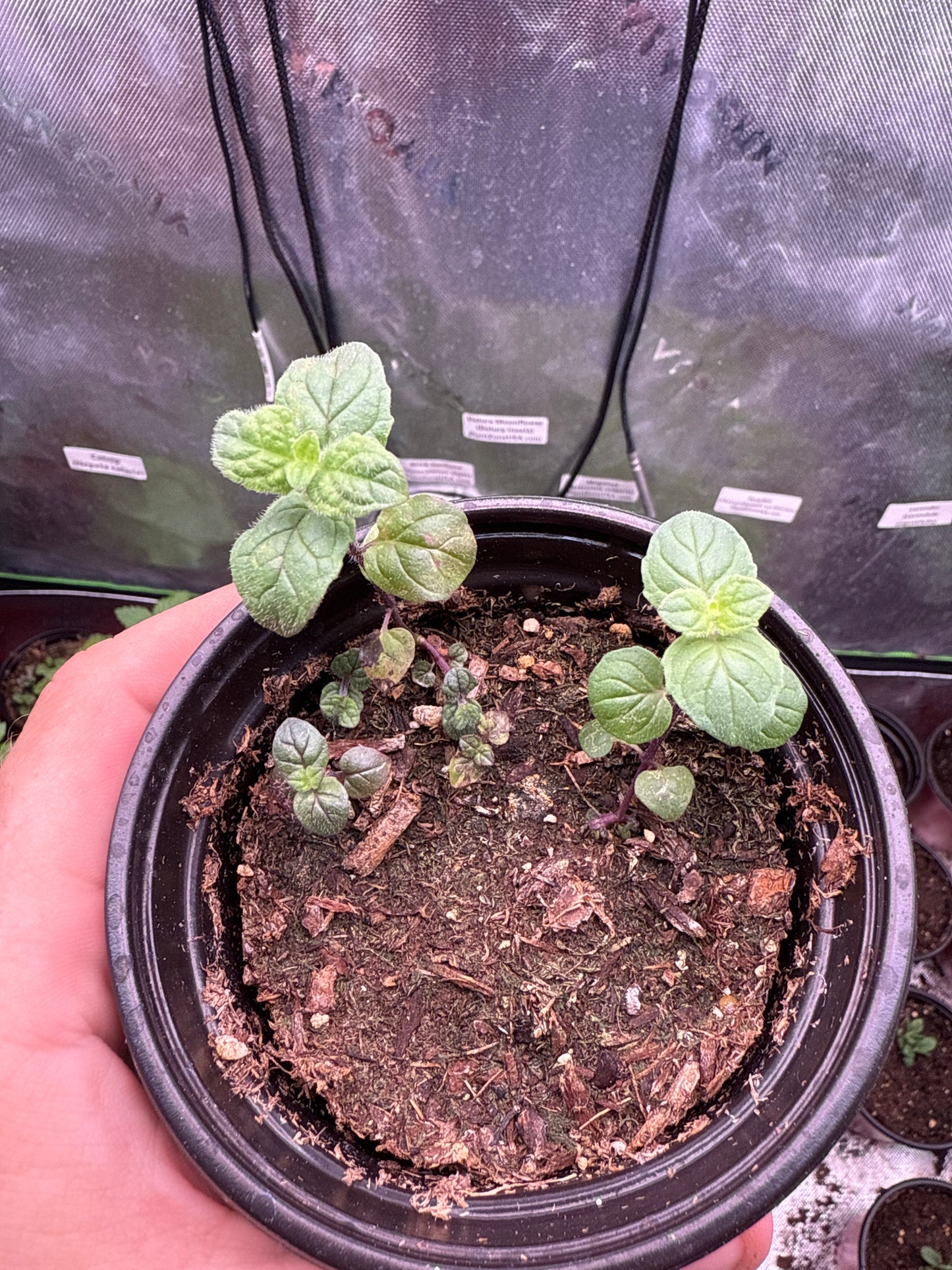 100 Spearmint Seeds (Mentha spicata)
