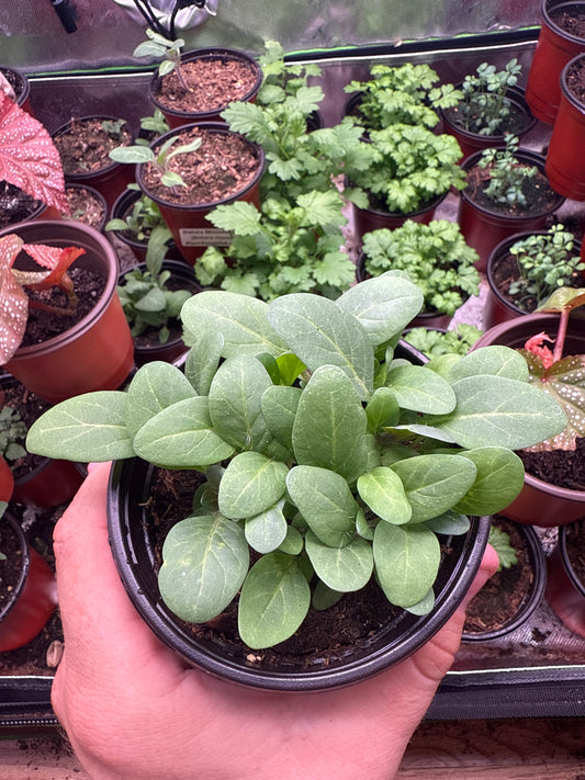 Black Henbane **Live Plant** (Hyoscyamus niger)