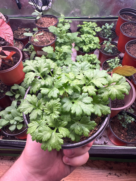Feverfew **Live Plant** (Chrysanthemum parthenium)