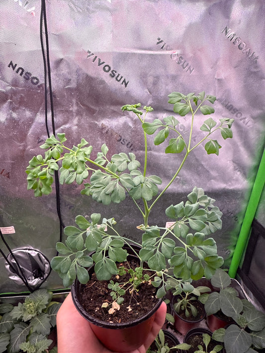 200 Rue Seeds (Ruta graveolens)