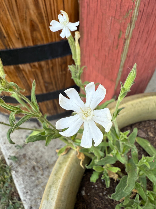 10 Xhosa African Dream Root Seeds (Silene capensis)