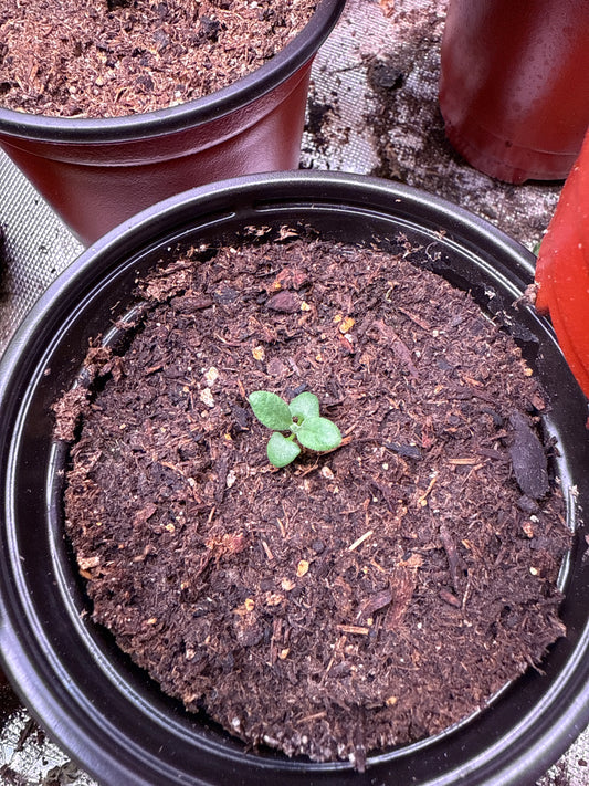 Lavender **Live Plant** (Lavandula angustifolia)