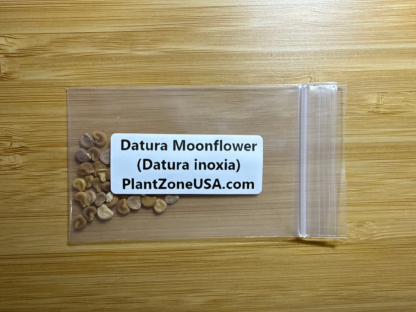 10 Datura Moonflower Seeds (Datura inoxia)