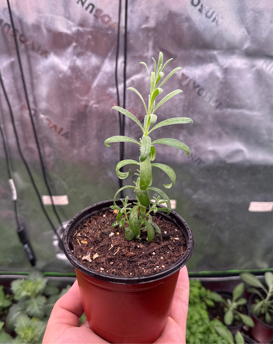 Lavender **Live Plant** (Lavandula angustifolia)