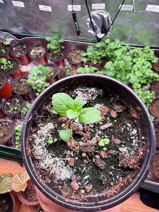 Peppermint **Live Plant** (Mentha × piperita)