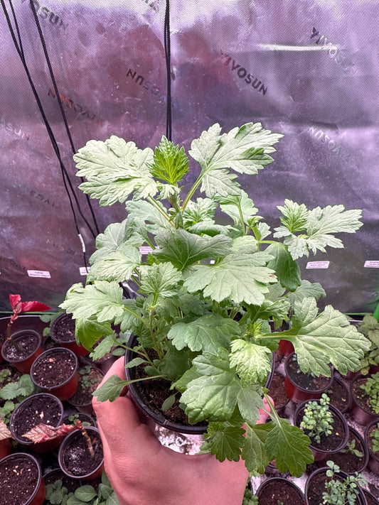 Mugwort **Live Plant** (Artemisia vulgaris)