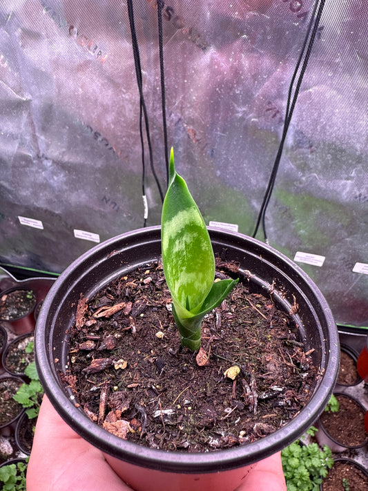 Snake Plant **Live Plant** (Sansevieria)