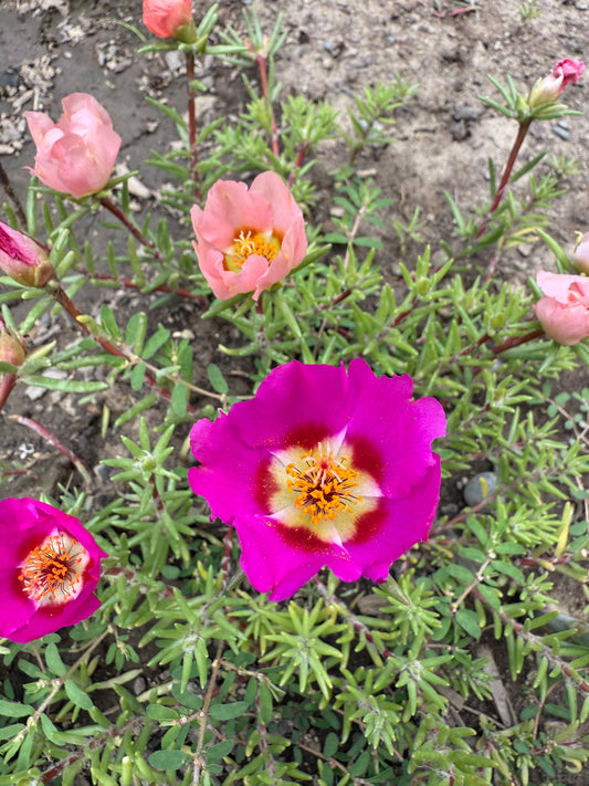 Moss Rose **Live Plant** (Portulaca grandiflora)