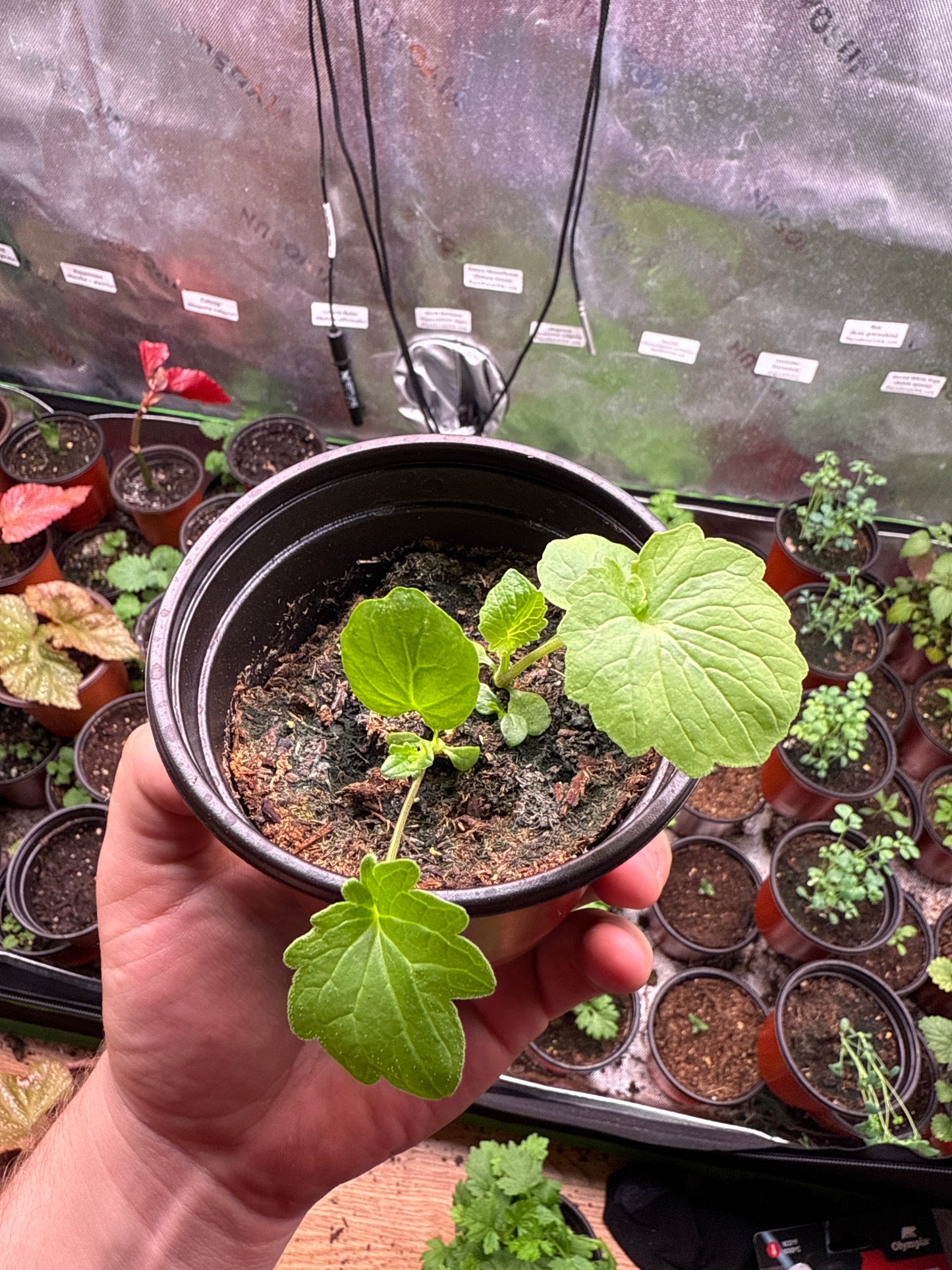 Valerian **Live Plant** (Valeriana officinalis)