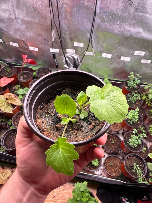 Valerian **Live Plant** (Valeriana officinalis)