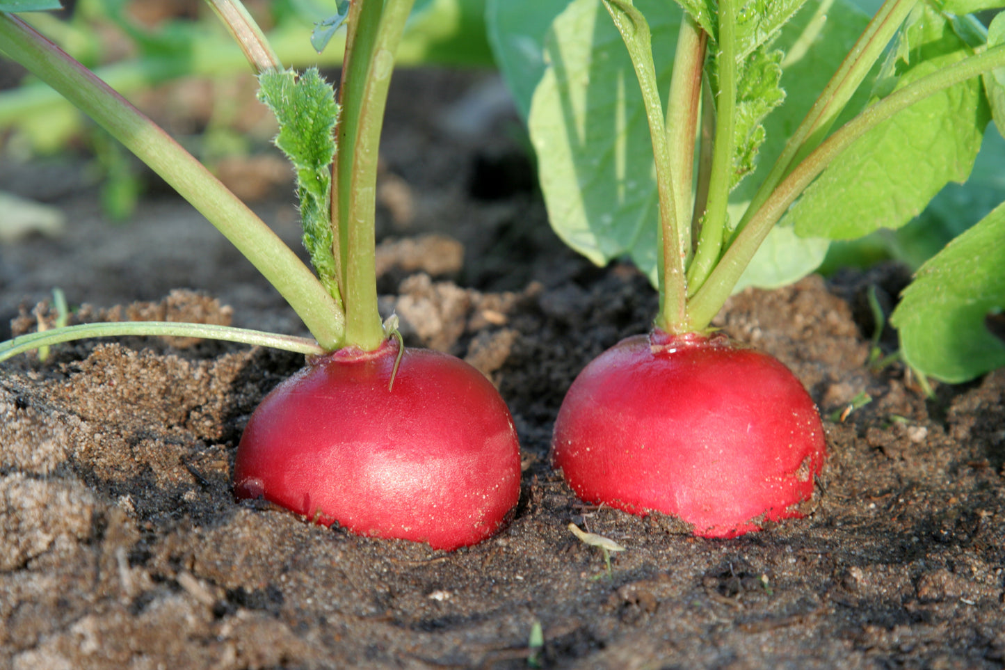 200 Radish Seeds (Cherry Belle)