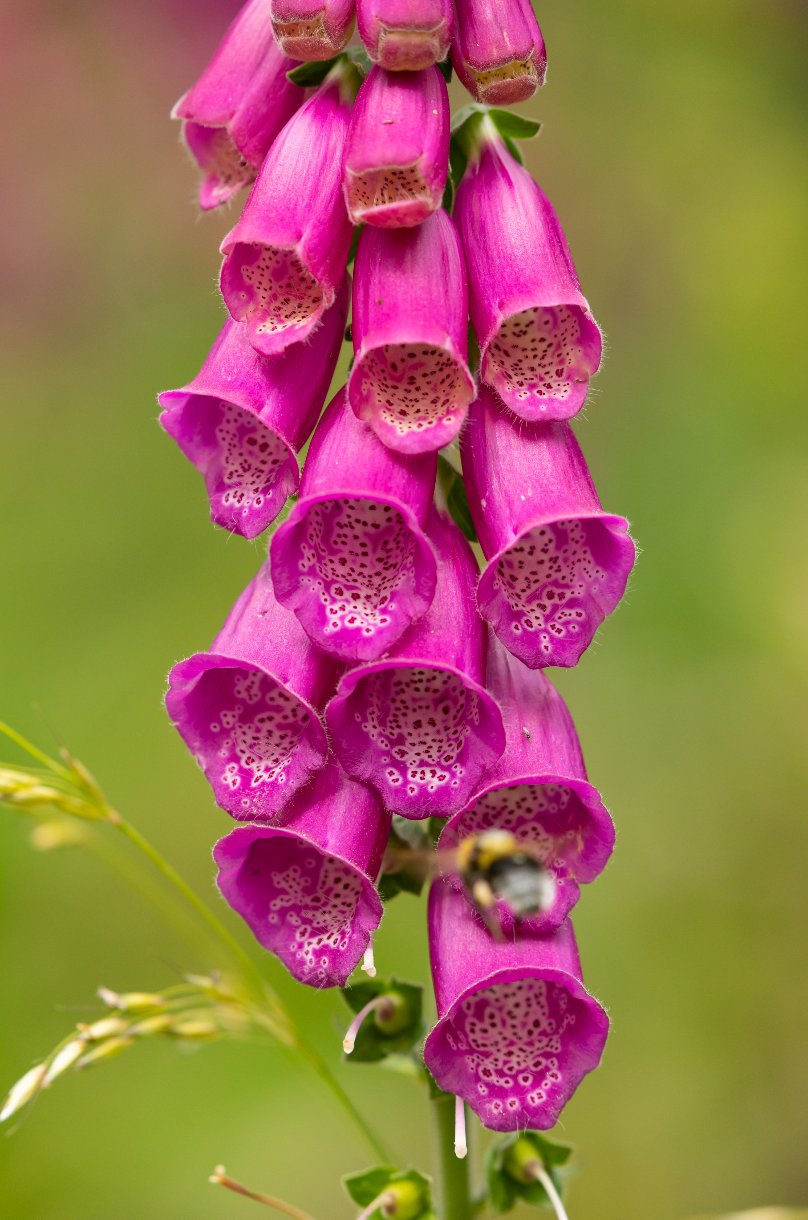 1000 Purple Foxglove Seeds (Digitalis purpurea)