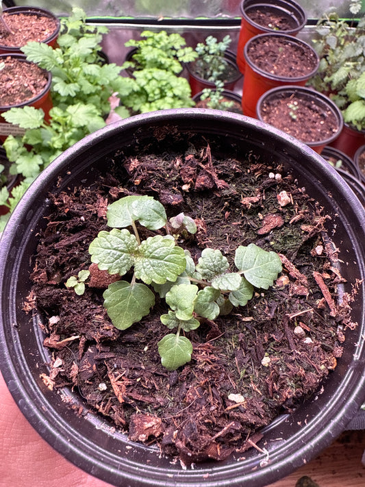 Lemon Balm **Live Plant** (Melissa officinalis)