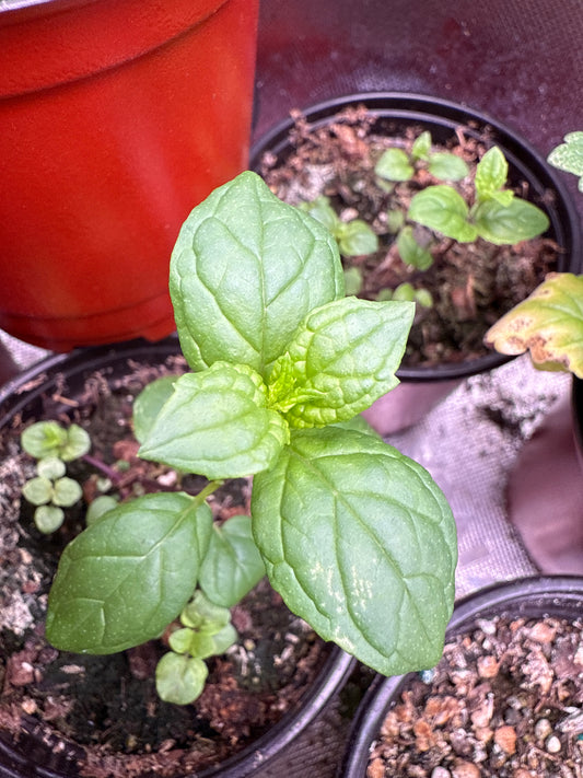 100 Peppermint Seeds (Mentha × piperita)