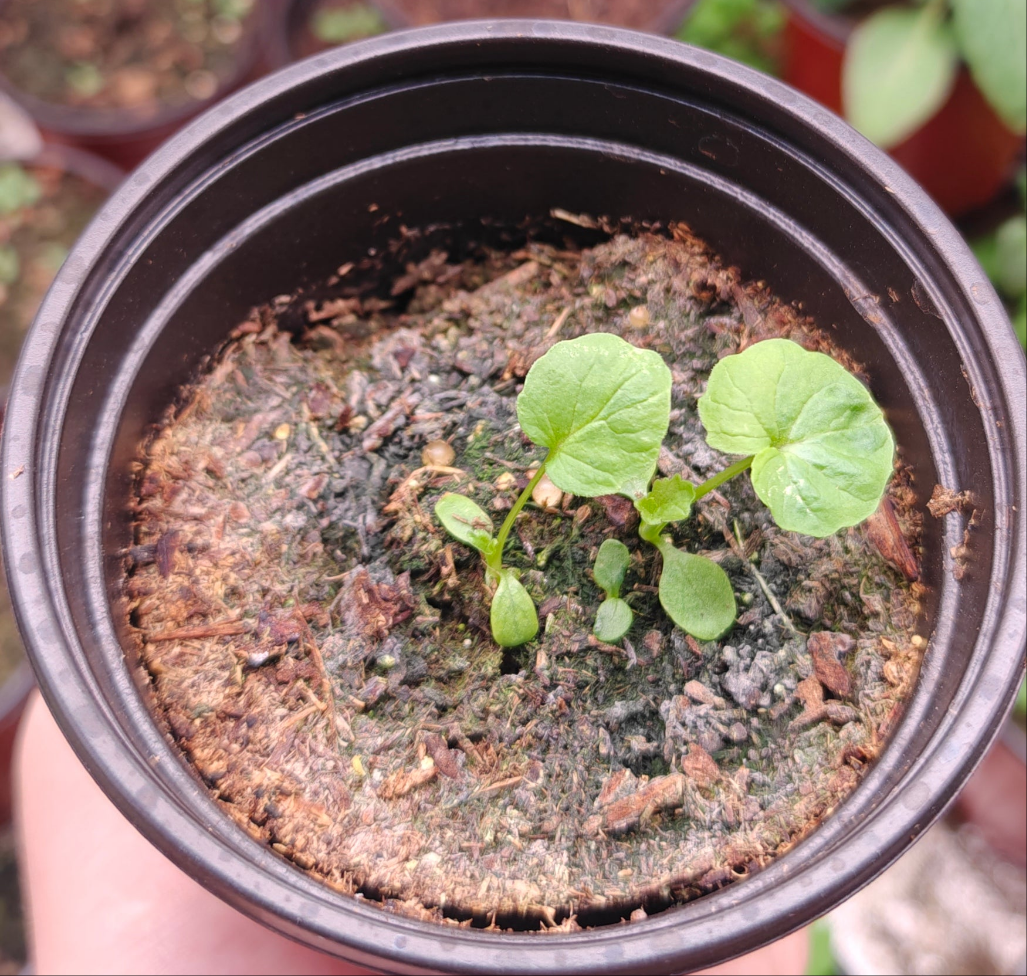 Valerian **Live Plant** (Valeriana officinalis)