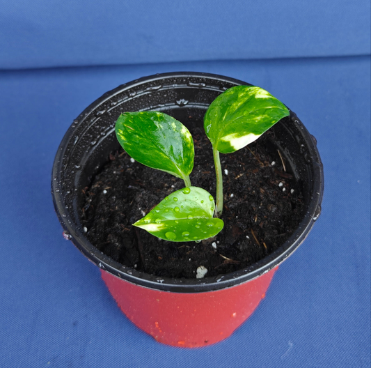 Pothos **Live Plant** (Epipremnum aureum)