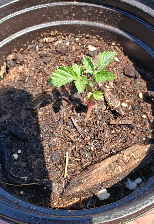 Blackberry **Live Plant** (Rubus spp.)