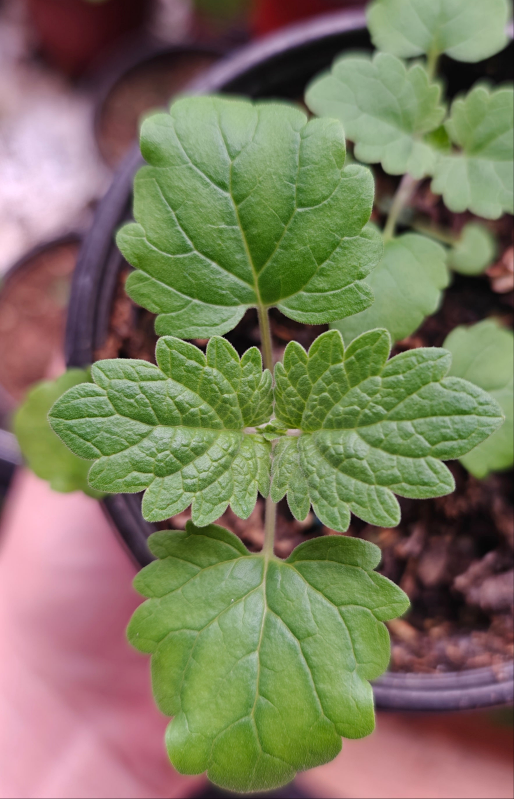 Catnip **Live Plant** (Nepeta cataria)