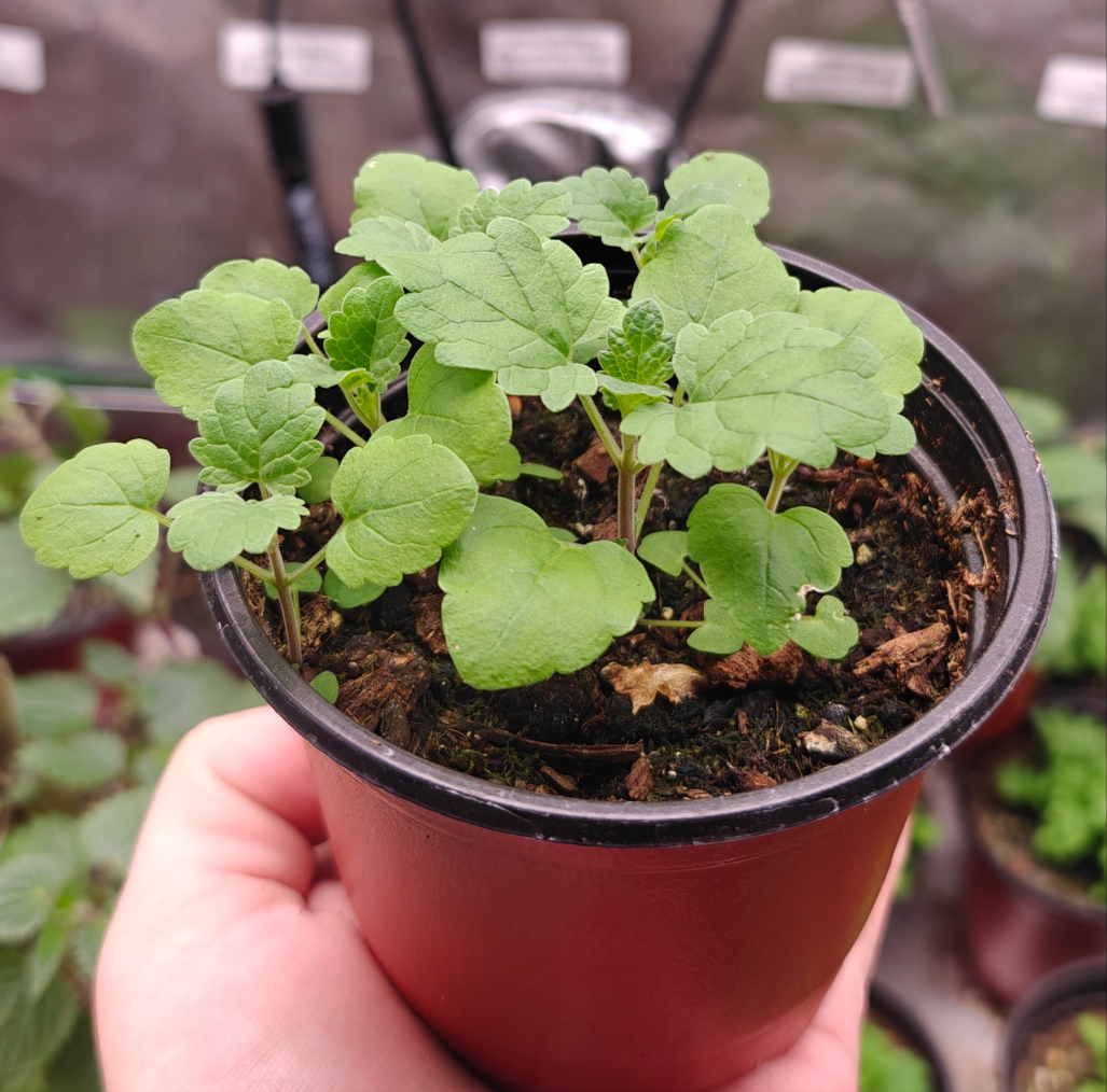 Catnip **Live Plant** (Nepeta cataria)