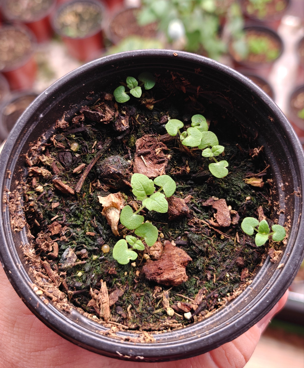 Catnip **Live Plant** (Nepeta cataria)