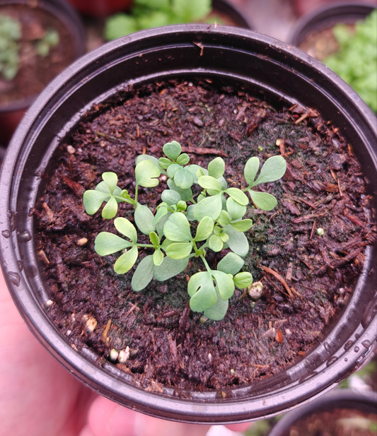 Rue **Live Plant** (Ruta graveolens)