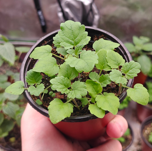 Catnip **Live Plant** (Nepeta cataria)