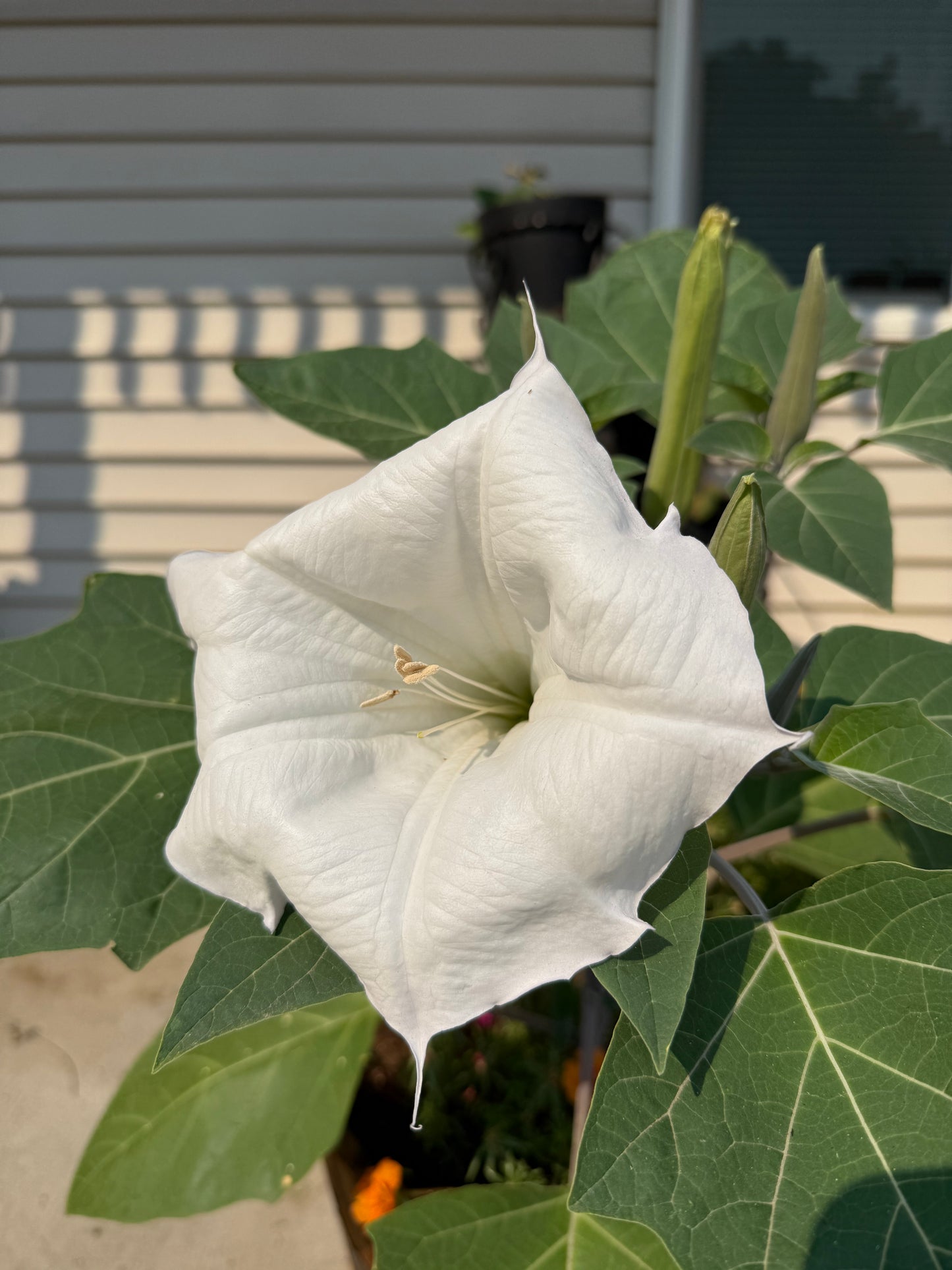Moonflower **Live Plant** (Datura inoxia)