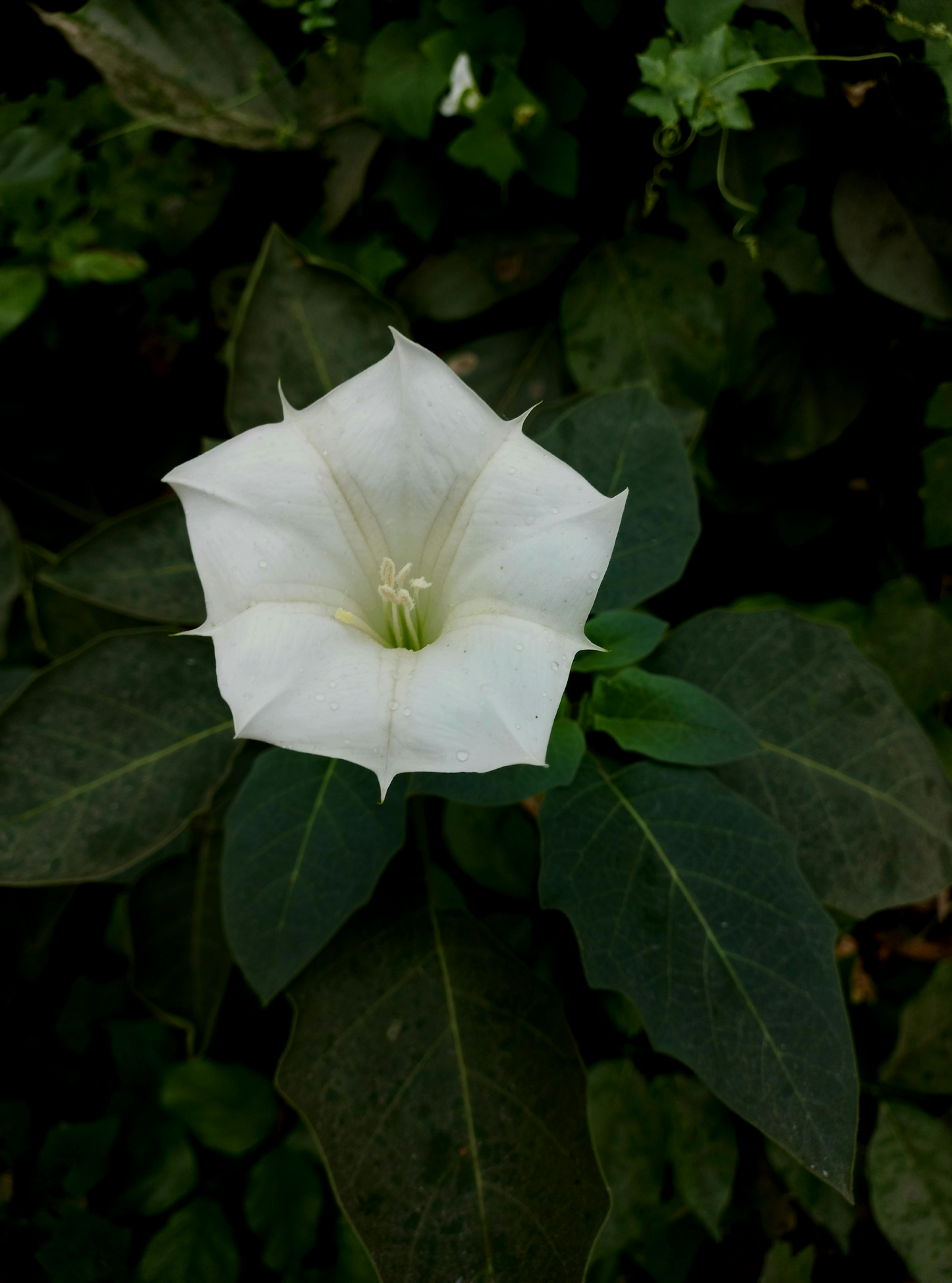 10 Datura Moonflower Seeds (Datura inoxia)