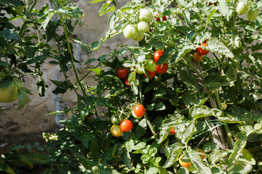 200 Small Red Cherry Tomato Seeds