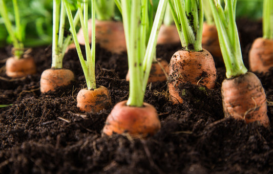1000 Carrot Seeds (Tendersweet)