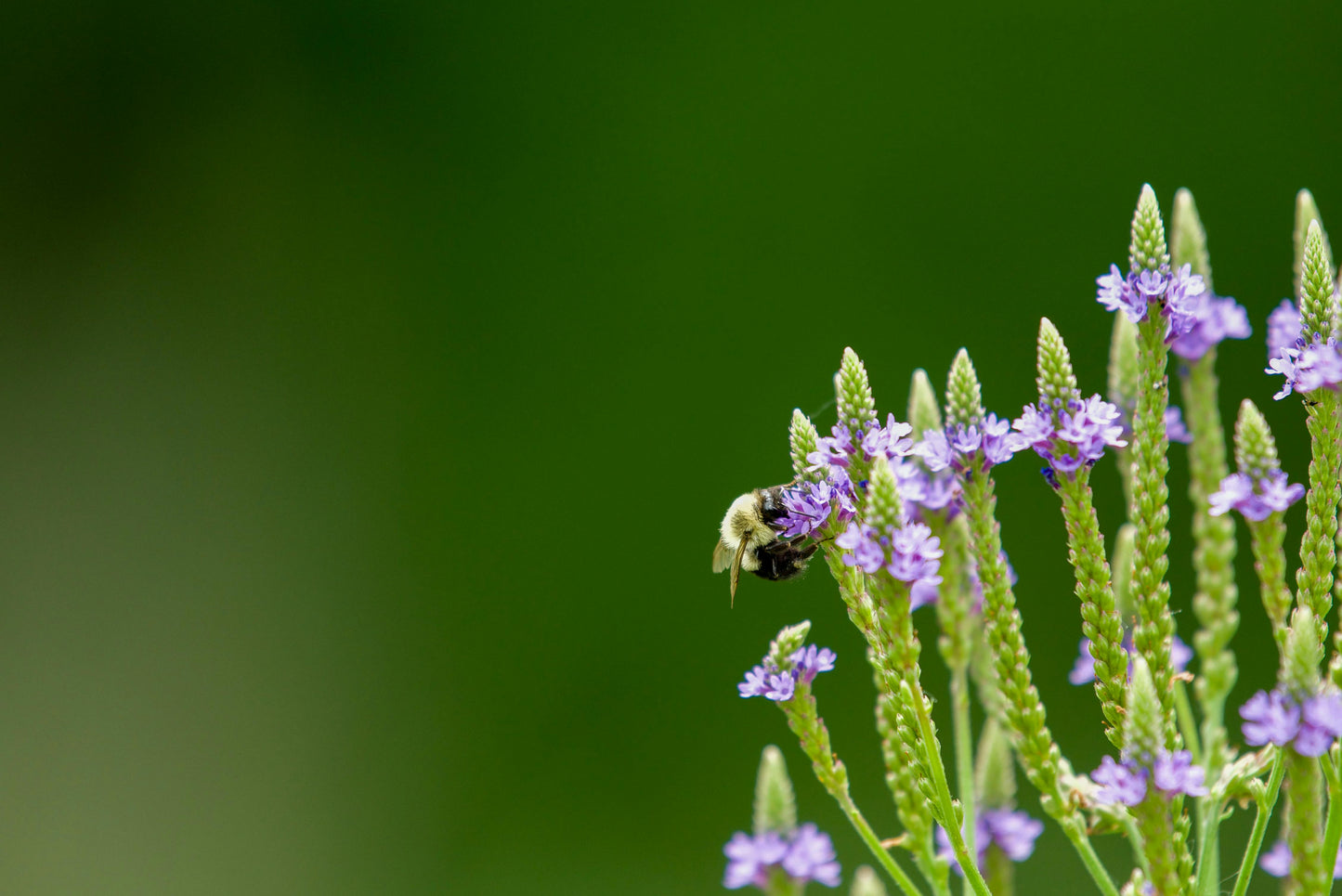 200 Blue Vervain seeds (Verbena hastata)