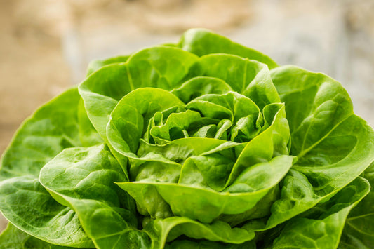 300 Lettuce Seeds (Iceberg)