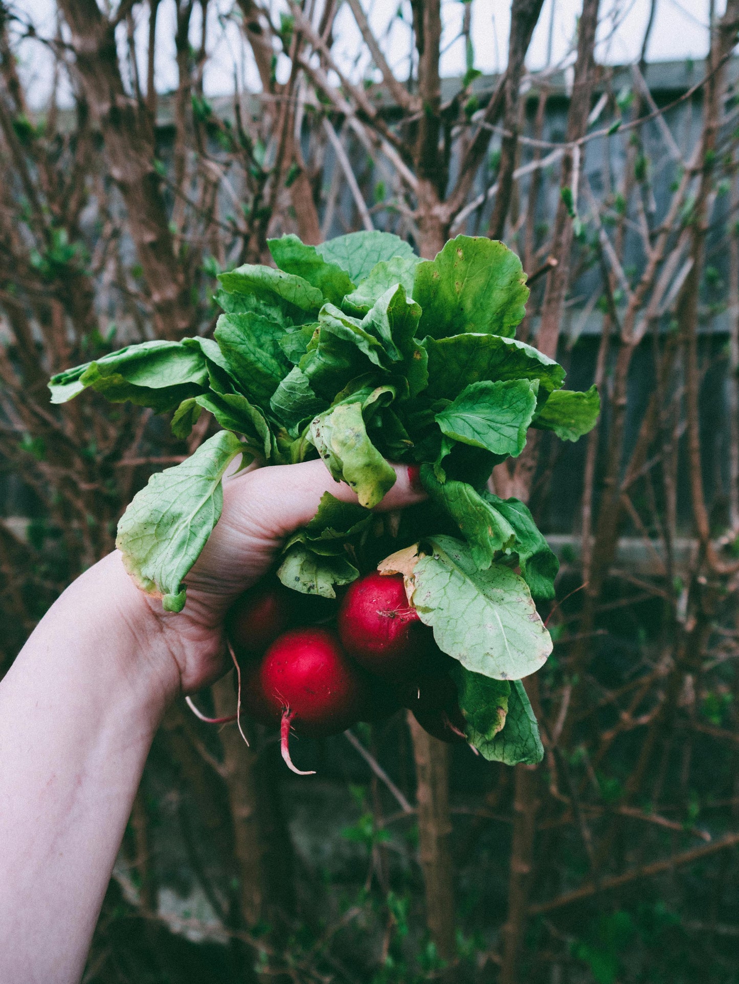 200 Radish Seeds (Cherry Belle)