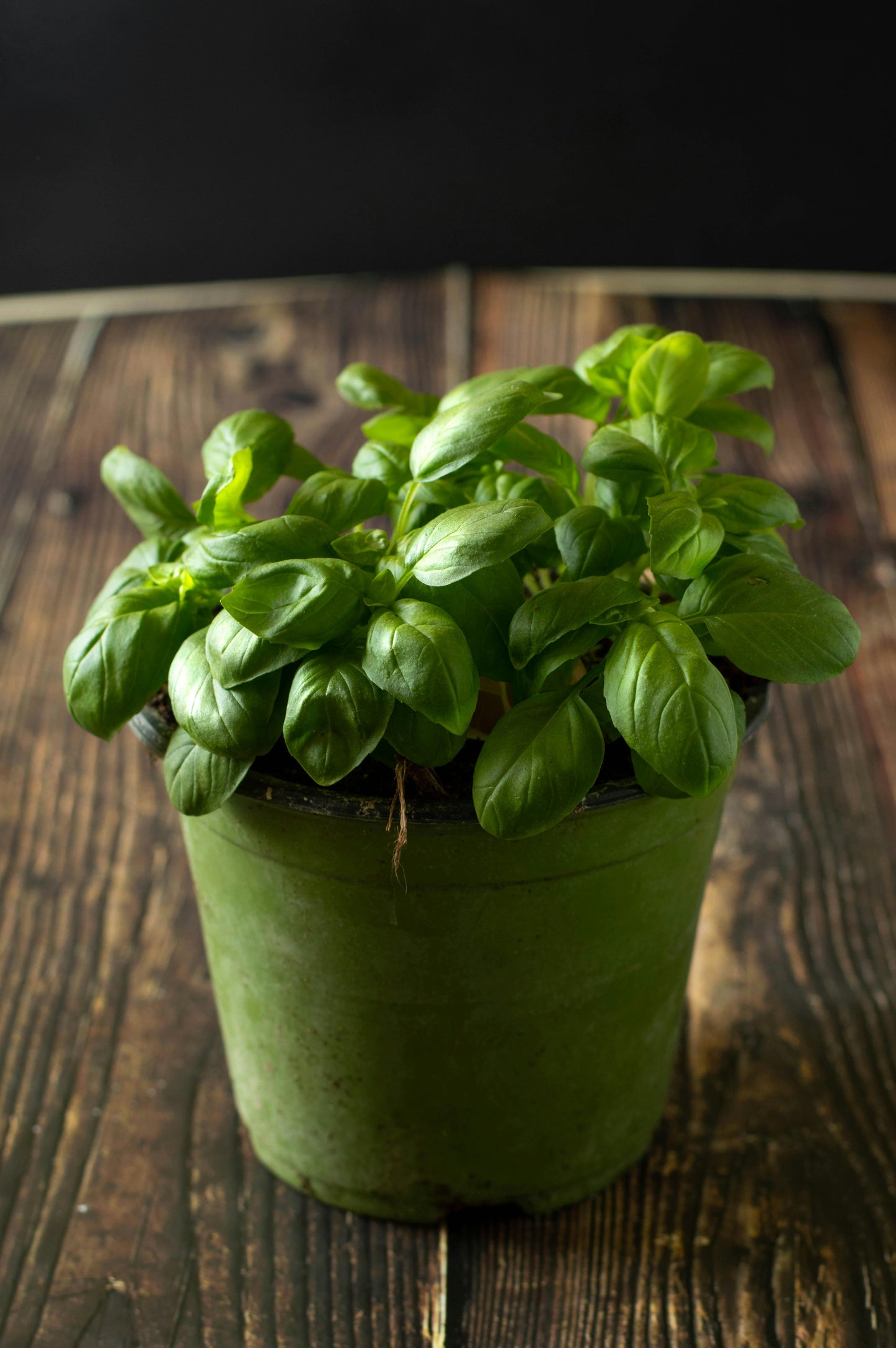 200 Sweet Basil Seeds (Common)