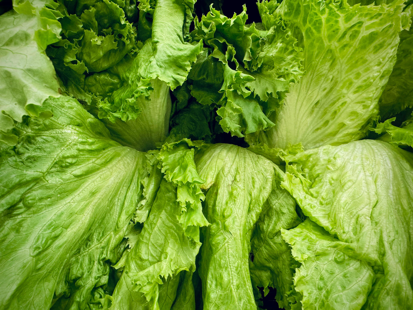 300 Lettuce Seeds (Iceberg)